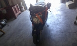 HONDA CBR 1100 XX ACCIDENTE RSV N°22251